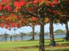Blaisdell Park....looking over pearl harbor to Ford Island