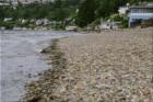 Waterfront homes and beaches at Browns Point.