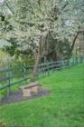 Cherry trees in bloom along the Columbia River in Cascade Locks.
