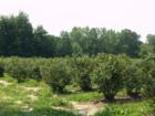 You pick blueberry field.  Fun for the whole family.