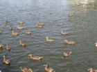 Hundreds of ducks will come if you have enough bread.