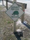 Gopher Tortoise @ Barefoot Beach Preserve