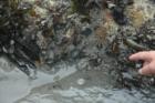 Tide Pools Avila Beach