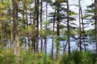 Lake Whitehall