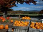 Picking out Pumpkins in Meredith, New Hampshire