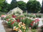 The Rose Garden at Esther Short Park, shown in full bloom, early June, 2007.  The garden is faithfully maintained by the Fort Vancouver Rose Society.  Photo by John Slocum, ClarkCountyExpert.com, June 2007.