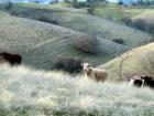 Cattle Ranch outside of Winters, CA