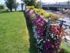 The Wall/Fence of Flowers in the Prescott Park Gardens - absolutely beautiful in person!  