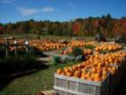 Farm Stand 