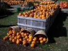 Pumpkins, Pumpkins, Pumpkins!