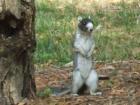 Fox squirrel at Lockwood Folly
