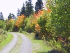 Fall Colour
      Winsloe, PEI
