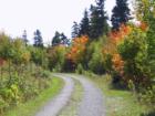 Fall Colour
      Winsloe, PEI