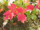 Fall Colour
      Winsloe, PEI