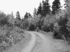 Country Road B&W
      Winsloe, PEI