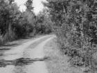 Country Road B&W
      Winsloe, PEI