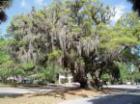 Lover's Oak