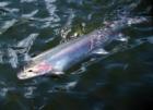 Look at that Steelhead!  WOW!  Hells Canyon fishing!