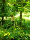 Millport Conservancy environmental area - nature walk along Lititz Run creek.