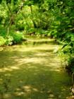 Millport Conservancy environmental area - nature walk along Lititz Run creek.