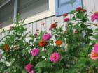 Daytona Beach Flowers