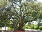 Beautiful tree along Lakeland Drive in Historic Downtown Conway, SC