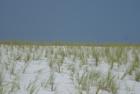 Natural Vegetation has been planted to help restore the sand dunes at Navarre Beach.