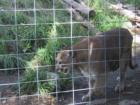Calgary Zoo - Lion