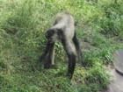 Calgary Zoo - Monkey