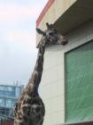 Calgary Zoo - Giraffe