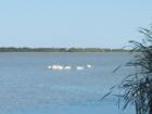 Lake Manitoba - Pelicans on the water