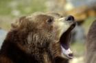 Bear  At The Zoo