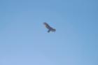 Banff has bald eagles, coyote, grizzlies, sheep, big horn deer and cougars among countless other wildlife.