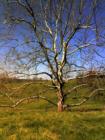 Beautiful old Sycamore tree in Boatwright Estates near Berea on exit 76 off I-75