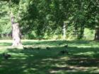 Geese enjoying the park along the Charles River in the Riverdale neighborhood of Dedham 