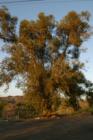 Eucalytpus Tree.  These trees can be seen all over Anaheim Hills.  They line the major streets like Santa Ana Cyn Rd.