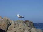 Monterey