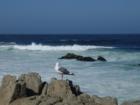 Monterey