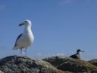 Monterey