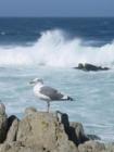 Monterey