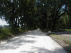 Canopy Oaks on some roads