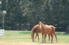 Horses and Magnolia go hand in hand.
