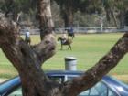 Will Rogers Polo
      Pacific Palisades
      Dominic Naidoo
      310.968.0418