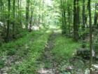 Old Logging Road off Access Road