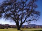 Gorgeous Oak Studded Golf Course