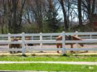 Van Saun ponies in Van Saun Park Paramus New Jersey