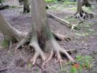 Goodrich-Loomis Cedar Woods