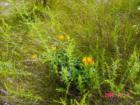 Butterfly Weed~ Goodrich Loomis
