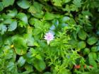 Wild Bergamot~Goodrich Loomis
