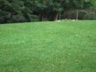Large Lots